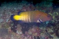 Peacock Grouper (Cephalopholis argus)