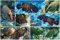 Peacock grouper cephalopholis argus - coral fish - Red sea Royalty Free Stock Photo