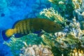 Peacock grouper cephalopholis argus - coral fish - Red sea Royalty Free Stock Photo