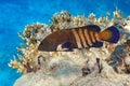 Peacock grouper cephalopholis argus - coral fish - Red sea Royalty Free Stock Photo