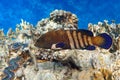 Peacock grouper cephalopholis argus - coral fish - Red sea Royalty Free Stock Photo