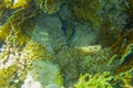 Peacock Grouper floats among corals looking for food. Cephalopholis argus with dark brown body and hundreds of small, dark lined. Royalty Free Stock Photo