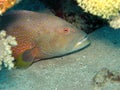Peacock Grouper Red Sea Night Dive Royalty Free Stock Photo