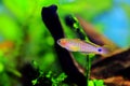 Peacock gudgeon freshwater Goby - Tateurndina ocellicauda