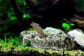 Peacock gudgeon freshwater Goby - Tateurndina ocellicauda