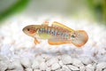 Peacock Gudgeon Tateurndina ocellicauda