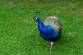 Peacock at Gwydir Castle