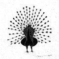 Peacock hand drawn