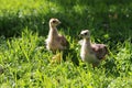 The chicks of a peacock are very similar to chickens.