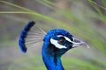 Peacock head