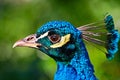 Peacock head Royalty Free Stock Photo