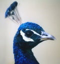 Peacock Head Royalty Free Stock Photo