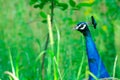 Peacock neck and head peering out from among bushes