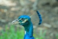 Peacock head close up picture Royalty Free Stock Photo