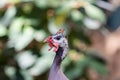 Peacock head