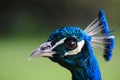 Peacock head closeup Royalty Free Stock Photo