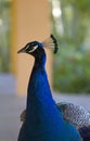 Peacock head closeup Royalty Free Stock Photo
