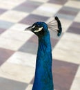 Peacock head closeup Royalty Free Stock Photo