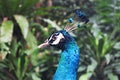 Peacock head closeup Royalty Free Stock Photo