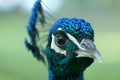 Peacock head