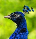 Peacock head closeup - male peacock head - blue feathers - colorful bird - paun Royalty Free Stock Photo