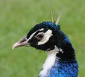 Peacock Head Detail