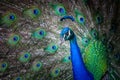 Peacock head and fanned tail. Royalty Free Stock Photo