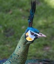 Peacock head and neck portrait Royalty Free Stock Photo