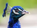 Peacock head portrait