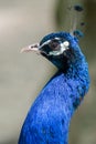 Peacock head portrait. Close-up, pretty peacock face Royalty Free Stock Photo