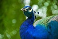 Close up of a beautiful peacock head.