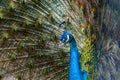 Peacock2 Royalty Free Stock Photo