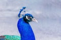 Peacock head in profile closeup with blured background Royalty Free Stock Photo