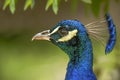 Peacock Head Profile