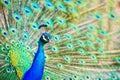 Peacock Head and Tail Display - Close Up