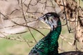 Peacock Headshot In the Brush Royalty Free Stock Photo