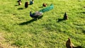 Peacock, hens and roosters, on the green field on the farm.