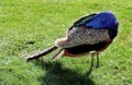 Peacock hid his head under the wing