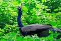 Peacock hiding between green leaves and looking around Royalty Free Stock Photo
