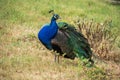 A a Peacock at the Highlands of HunsrÃÂ¼ck, Germany Royalty Free Stock Photo
