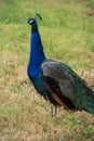 A a Peacock at the Highlands of HunsrÃÂ¼ck, Germany Royalty Free Stock Photo