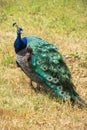 A a Peacock at the Highlands of HunsrÃÂ¼ck, Germany Royalty Free Stock Photo