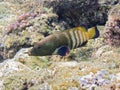 Peacock Hind in coral reef Royalty Free Stock Photo