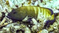 Peacock hind Groupers in the Maldives.