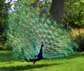 Peacock with huge open tail Royalty Free Stock Photo