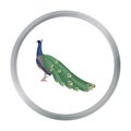 Peacock icon in cartoon style isolated on white background. Bird symbol stock vector illustration. Royalty Free Stock Photo