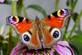 Peacock, inachis io Royalty Free Stock Photo