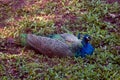 Peacock an indian national bird Royalty Free Stock Photo