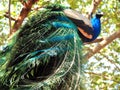 Peacock indian peacock beautiful bird Beautiful exotic peacock feathers Like a fashion show