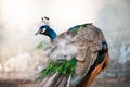 Peacock or Indian peafowl showing brilliant colours of ruffled feathers